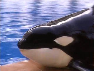 Whale Done! - Program Introduction with Ken Blanchard
